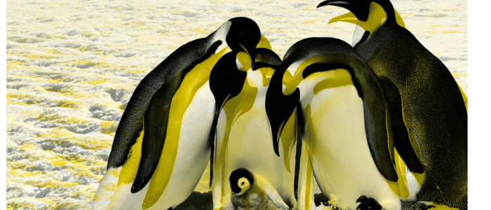 Een stel Mannenpinguïns – Theaterbolwerk PUNCH
