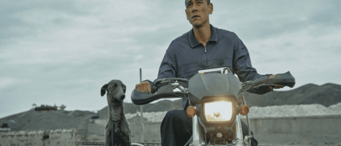 Black Dog