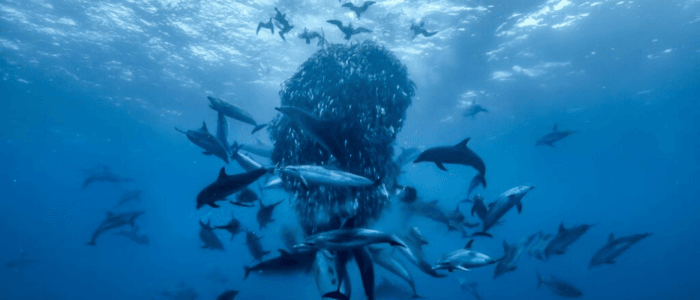 OCEAN with David Attenborough