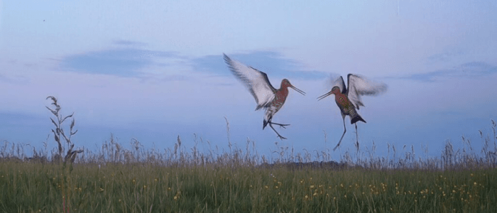 Docu Salon: Hoop in de Hoep